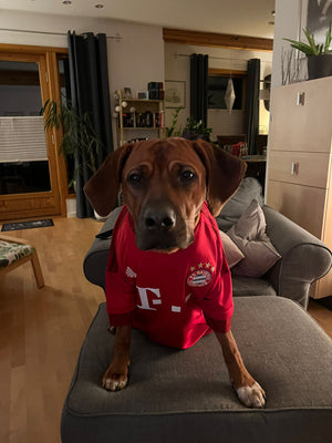 Jako, der vierbeinige Produkttester, berichtet zusammen mit seinem Herrchen über ihre Erfahrungen mit Foxc.Shop. Stilvoll gekleidet im FC Bayern Look testet Jako die Funktionalität und Qualität des Gassitaschen-Sets – ein echter Fan und Tester durch und durch.